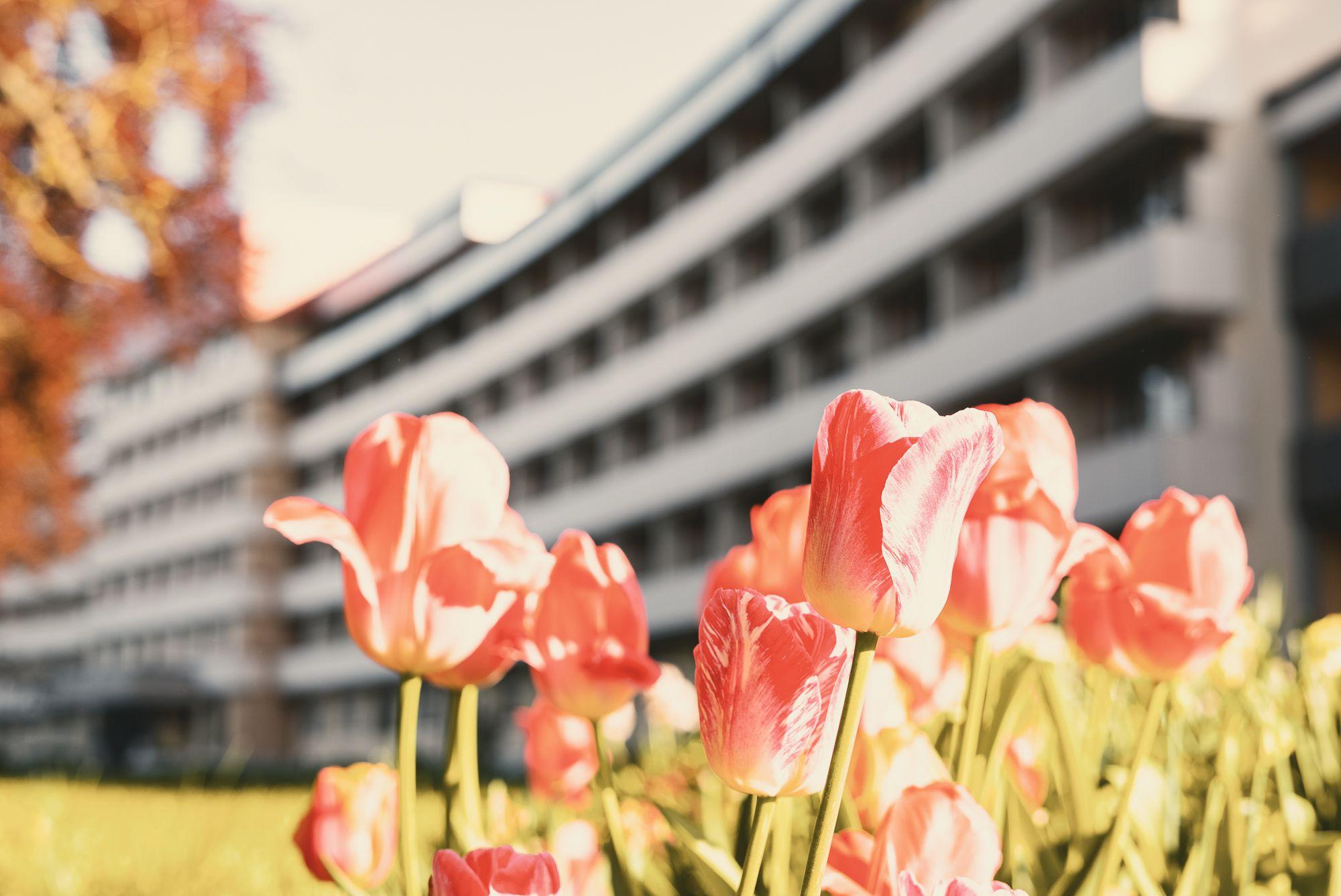 Tulpen vor dem Klinikgebäude